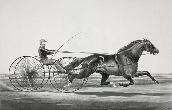 Auburn horse: driven by his owner Robert Bonner, Esq