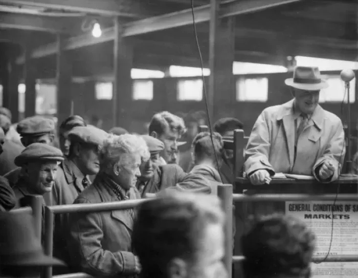 Framed Print : Auction at Newton Abbott Livestock Market Framed Print : Auction at Newton Abbott Livestock Market