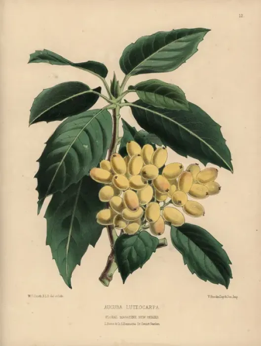 Framed Print : Aucuba luteocarpa with many pale gold berries Framed Print : Aucuba luteocarpa with many pale gold berries