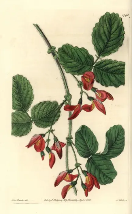 Framed Print : Augusta kennedia, Kennedia macrophylla Endangered Framed Print : Augusta kennedia, Kennedia macrophylla Endangered