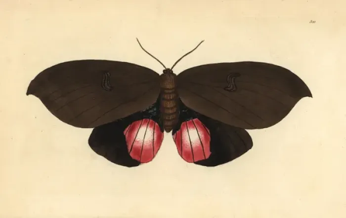 Framed Print : Augusta moth, Phalaena augusta Framed Print : Augusta moth, Phalaena augusta