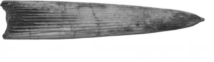 Framed Print : Aulacoceras sulcatum, belemnite