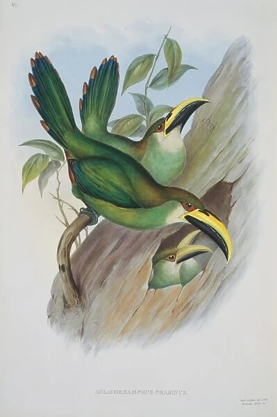 Aulacorhamphus prasinus, emerald toucanet