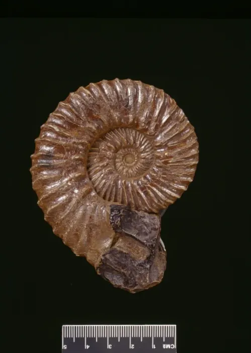 Framed Print : Aulacostephanus autissiodorensis, ammonite Framed Print : Aulacostephanus autissiodorensis, ammonite