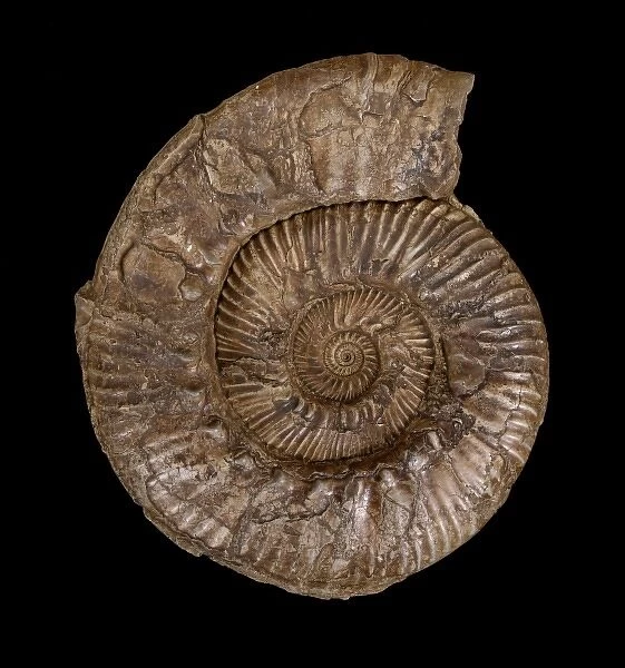 Aulacostephanus autissiodorensis, ammonite