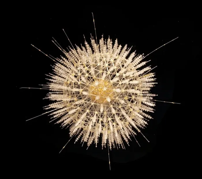 Framed Print : Aulosphaera elegantissima, radiolarian Framed Print : Aulosphaera elegantissima, radiolarian
