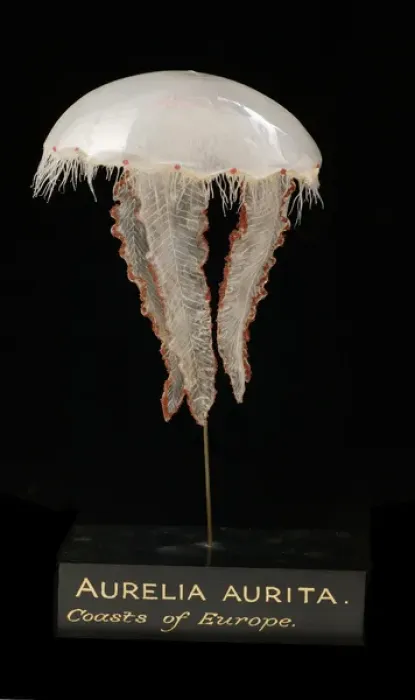Framed Print : Aurelia aurita, jellyfish model Framed Print : Aurelia aurita, jellyfish model