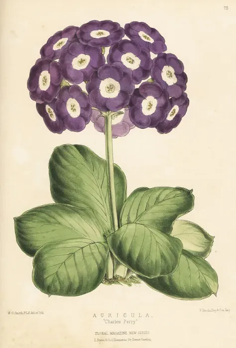 Framed Print : Auricula Charles Perry hybrid Framed Print : Auricula Charles Perry hybrid