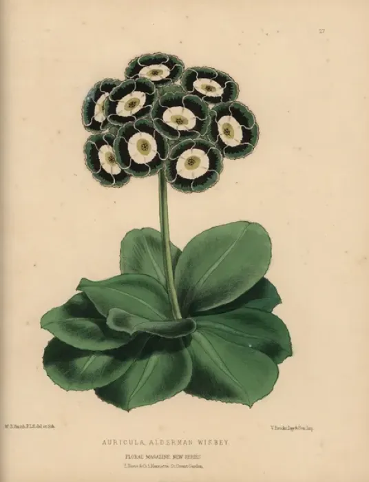 Framed Print : Auricula with green, black and white rosette Framed Print : Auricula with green, black and white rosette