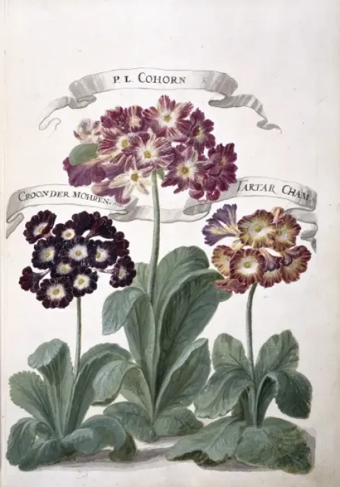 Framed Print : Auricula sp Framed Print : Auricula sp