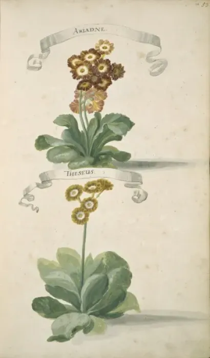 Framed Print : Auricula sp. primrose Framed Print : Auricula sp. primrose