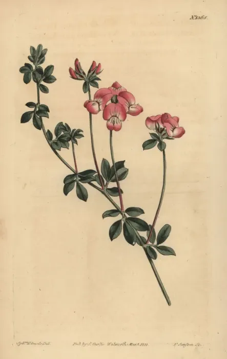 Framed Print : Austral trefoil or New-Holland lotus, Lotus australis Framed Print : Austral trefoil or New-Holland lotus, Lotus australis