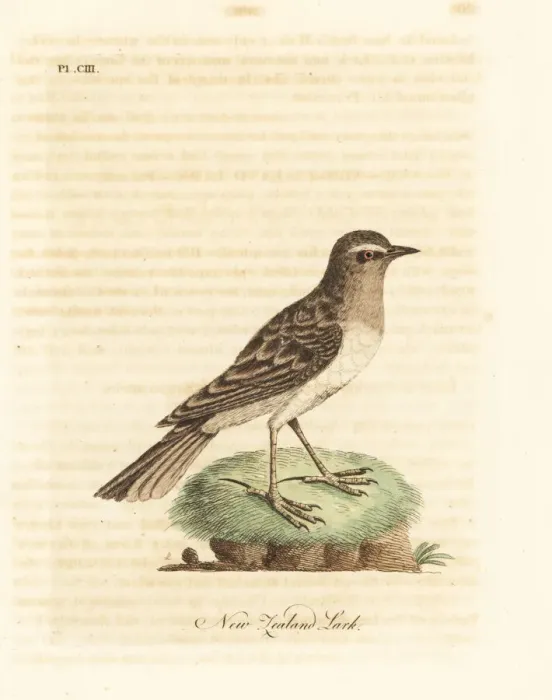 Framed Print : Australasian pipit, Anthus novaeseelandiae Framed Print : Australasian pipit, Anthus novaeseelandiae