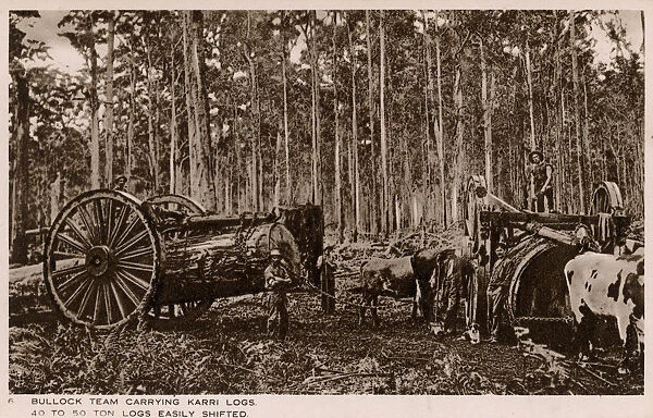 Australia - Bullock teams carrying huge Karri logs