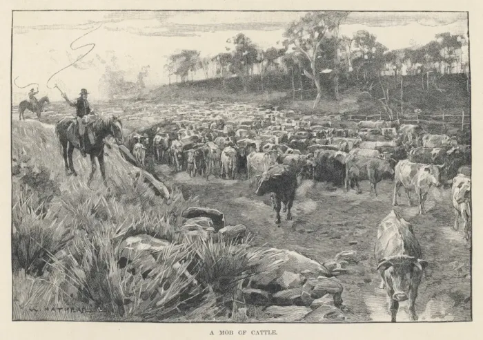 Framed Print : Australia - Cattle Framed Print : Australia - Cattle