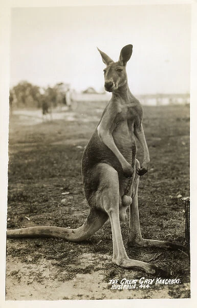 Australia - Great Grey Kangaroo
