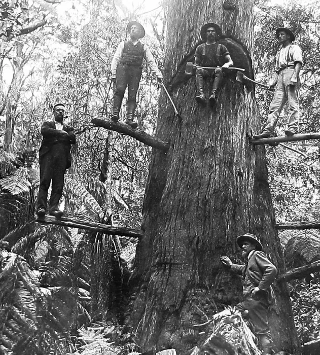 Framed Print : Australia Tree Felling Victorian period Framed Print : Australia Tree Felling Victorian period