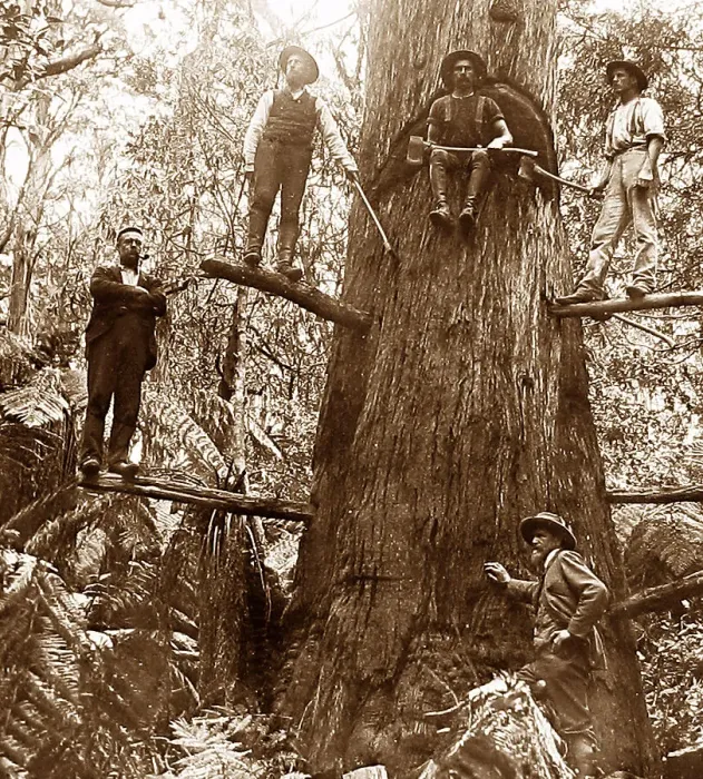 Framed Print : Australia Tree Felling Victorian period Framed Print : Australia Tree Felling Victorian period
