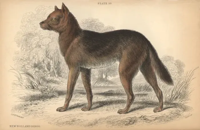 Framed Print : Australian dingo, Canis lupus dingo Framed Print : Australian dingo, Canis lupus dingo