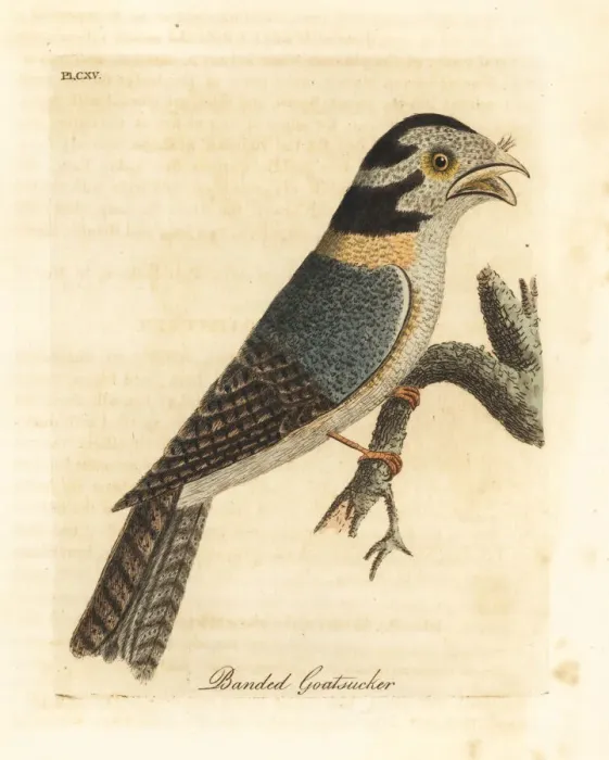 Framed Print : Australian owlet nightjar or tawny frogmouth? Framed Print : Australian owlet nightjar or tawny frogmouth?