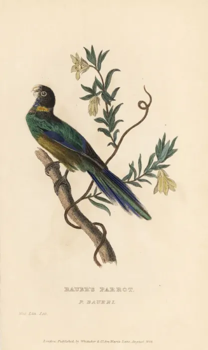 Framed Print : Australian ringneck, Barnardius zonarius Framed Print : Australian ringneck, Barnardius zonarius