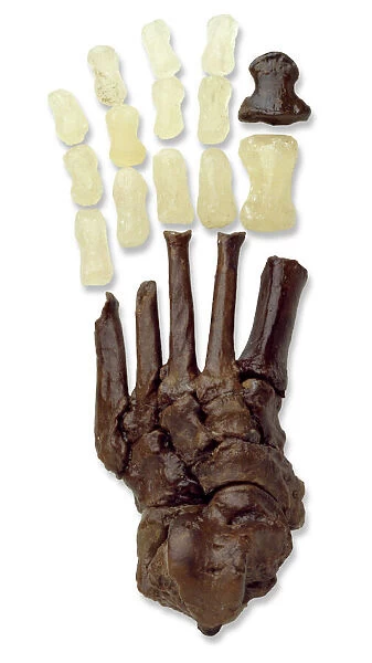 Australopithecine or Homo habilis foot (OH8) cast