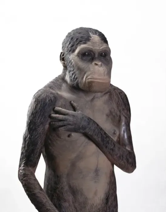 Framed Print : Australopithecus africanus Framed Print : Australopithecus africanus