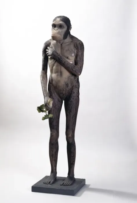 Framed Print : Australopithecus africanus Framed Print : Australopithecus africanus