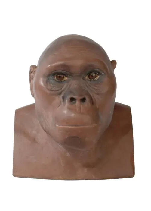 Framed Print : Australopithecus africanus Framed Print : Australopithecus africanus