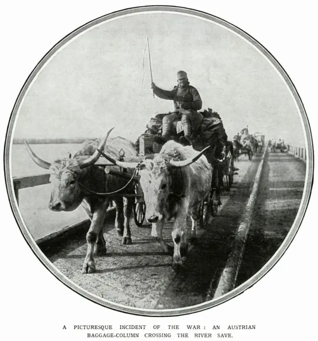 Framed Print : This Austrian cart is being hauled by bullocks Framed Print : This Austrian cart is being hauled by bullocks