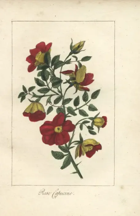 Framed Print : Austrian copper rose, Rosa foetida Framed Print : Austrian copper rose, Rosa foetida