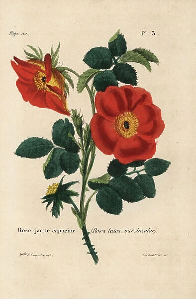 Austrian copper rose, Rosa foetida