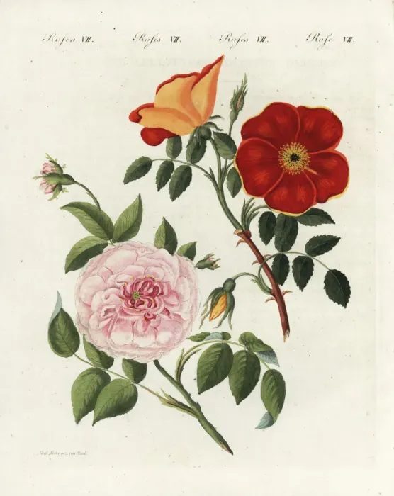 Framed Print : Austrian copper rose and white virgin rose Framed Print : Austrian copper rose and white virgin rose