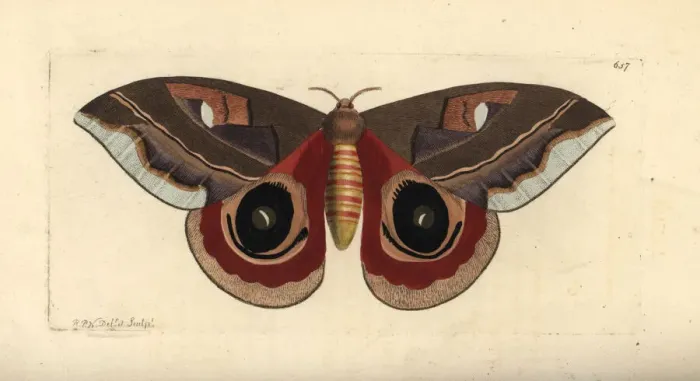 Framed Print : Automeris janus moth Framed Print : Automeris janus moth