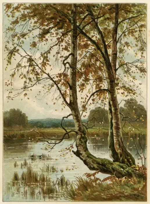 Framed Print : Autumn. The pond in autumn, with waterfowl among the reeds. Date: 1885 Framed Print : Autumn. The pond in autumn, with waterfowl among the reeds. Date: 1885