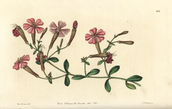 Framed Print : Autumn catchfly or schafta, Silene schafta Framed Print : Autumn catchfly or schafta, Silene schafta