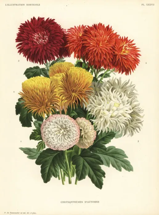 Framed Print : Autumn chrysanthemum hybrids Framed Print : Autumn chrysanthemum hybrids