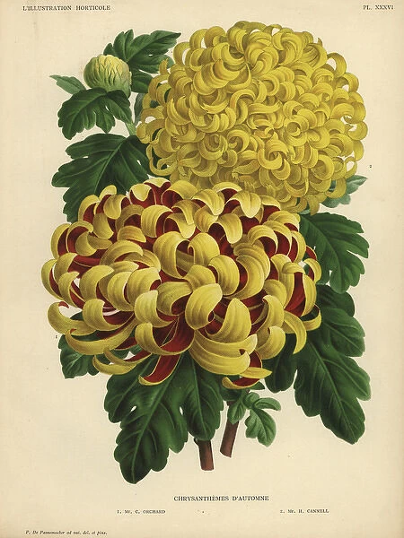 Autumn chrysanthemum hybrids: crimson and yellow
