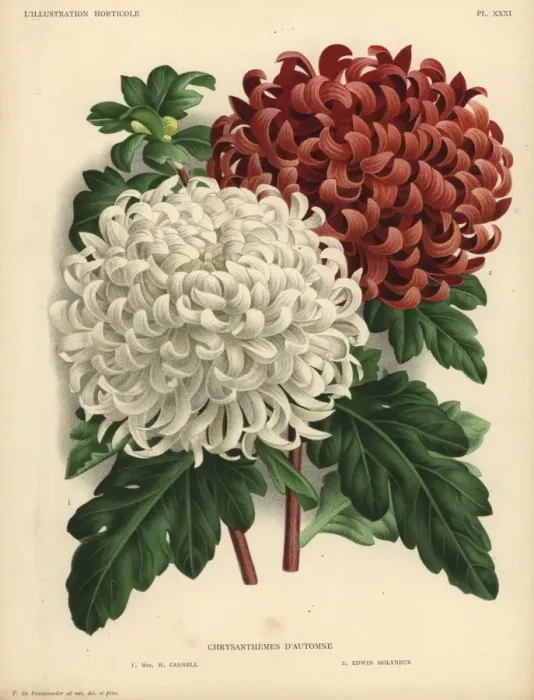 Framed Print : Autumn chrysanthemum hybrids: large white Mrs Framed Print : Autumn chrysanthemum hybrids: large white Mrs