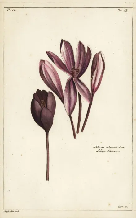 Framed Print : Autumn crocus, Colchicum autumnale Framed Print : Autumn crocus, Colchicum autumnale