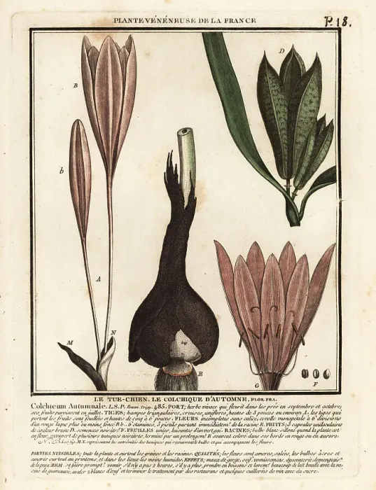 Framed Print : Autumn crocus, Colchicum autumnale Framed Print : Autumn crocus, Colchicum autumnale