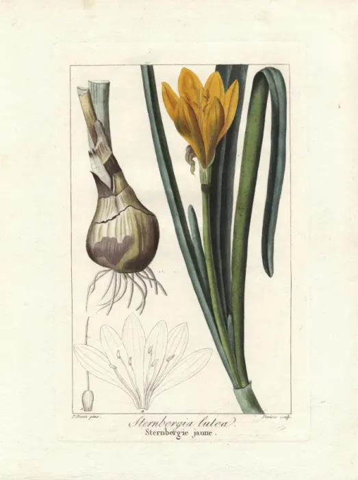 Framed Print : Autumn daffodil, Sternbergia lutea Framed Print : Autumn daffodil, Sternbergia lutea