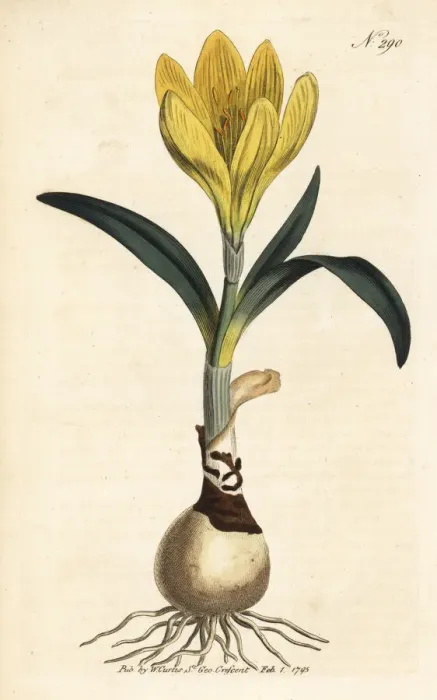 Framed Print : Autumn daffodil, Sternbergia lutea Framed Print : Autumn daffodil, Sternbergia lutea