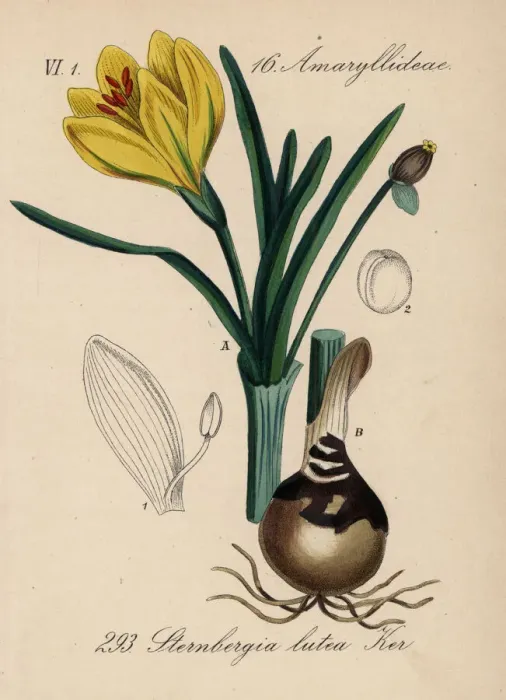 Framed Print : Autumn daffodil, , Sternbergia lutea Framed Print : Autumn daffodil, , Sternbergia lutea