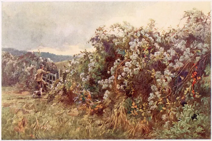 Framed Print : An autumn hedgerow festooned with Clematis vitalba, also known as Old man's beard and Traveller's Joy. Date: circa 1905 Framed Print : An autumn hedgerow festooned with Clematis vitalba, also known as Old man's beard and Traveller's Joy. Date: circa 1905