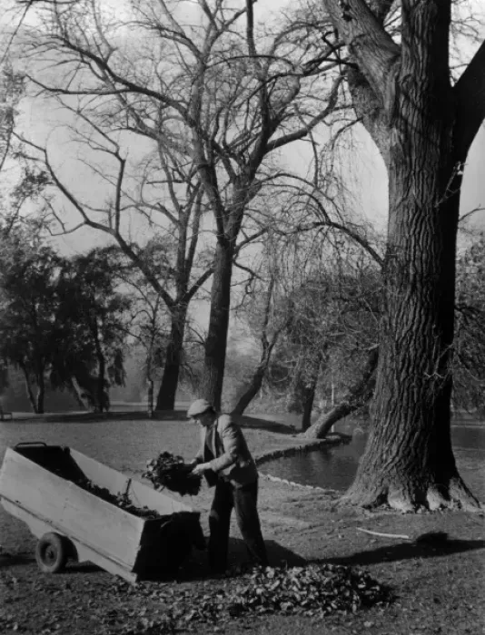 Framed Print : Autumn Leaves Framed Print : Autumn Leaves