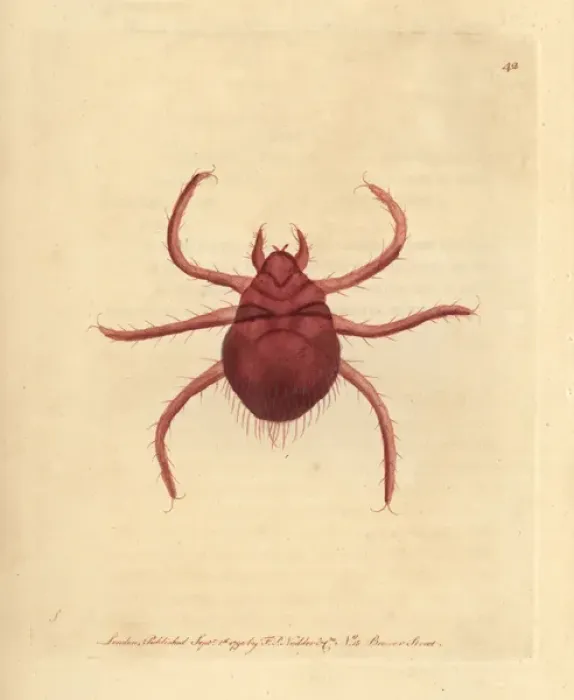 Framed Print : Autumnal acarus or harvest-bug, Acarus autumnalis Framed Print : Autumnal acarus or harvest-bug, Acarus autumnalis