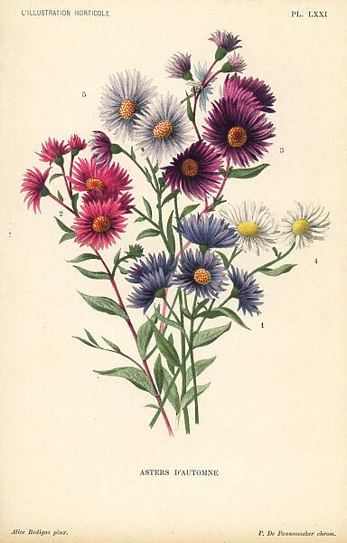 Autumnal asters