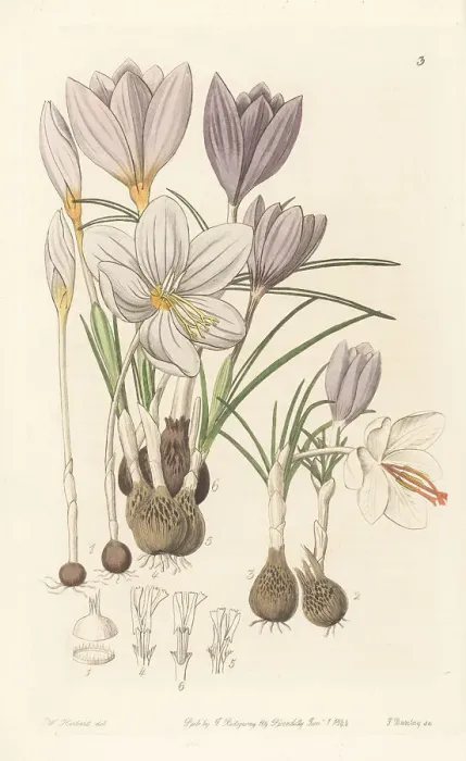 Framed Print : Autumnal crocuses Framed Print : Autumnal crocuses