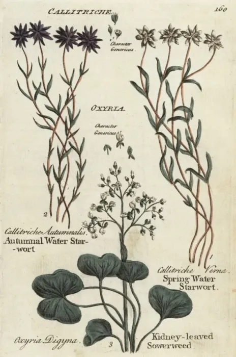 Framed Print : Autumnal and spring water starworts, kidney-leaved sowerweed Framed Print : Autumnal and spring water starworts, kidney-leaved sowerweed